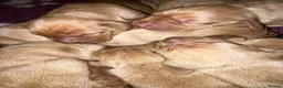 Hungarian Vizsla dogs for sale: 5* HUNGARIAN VIZSLA PUPPIES KC REGISTERED  - Advert 11