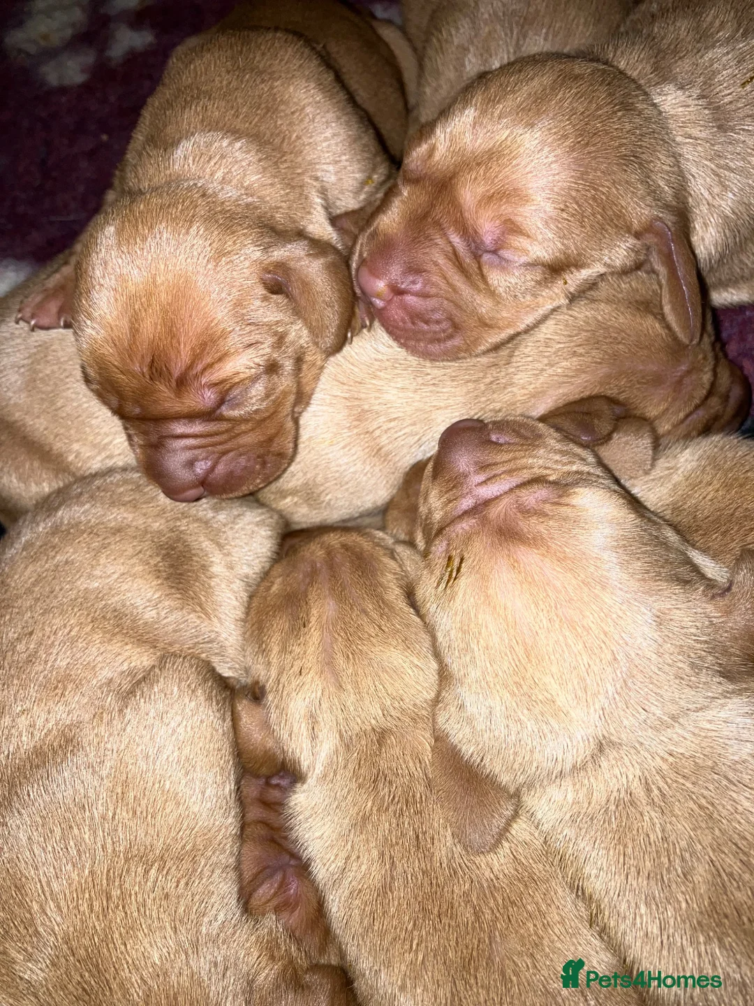 Hungarian Vizsla dogs for sale: 5* HUNGARIAN VIZSLA PUPPIES KC REGISTERED  - Advert 11