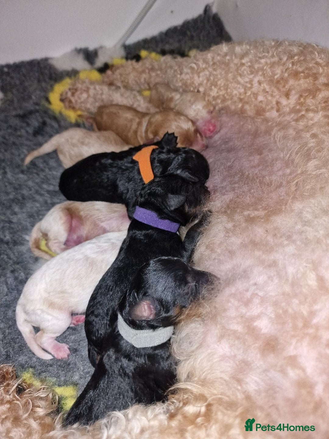 Toy Poodle dogs for stud: Black Phantom Toy Poodle PROVEN - Advert 21