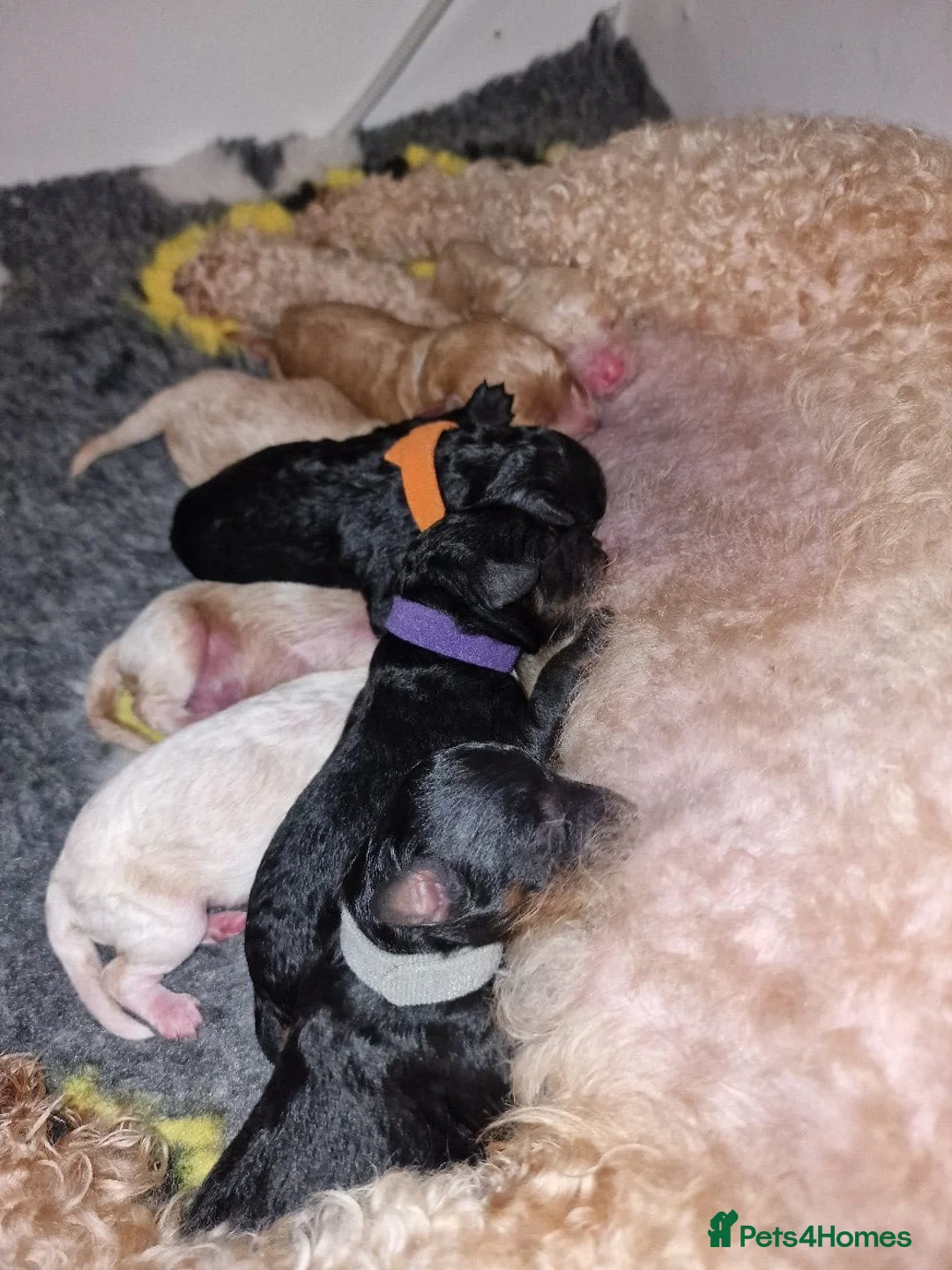 Toy Poodle dogs for stud: Black Phantom Toy Poodle PROVEN - Advert 21