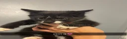 Maine Coon cats for sale: Maine coon X kittens  - Advert 4