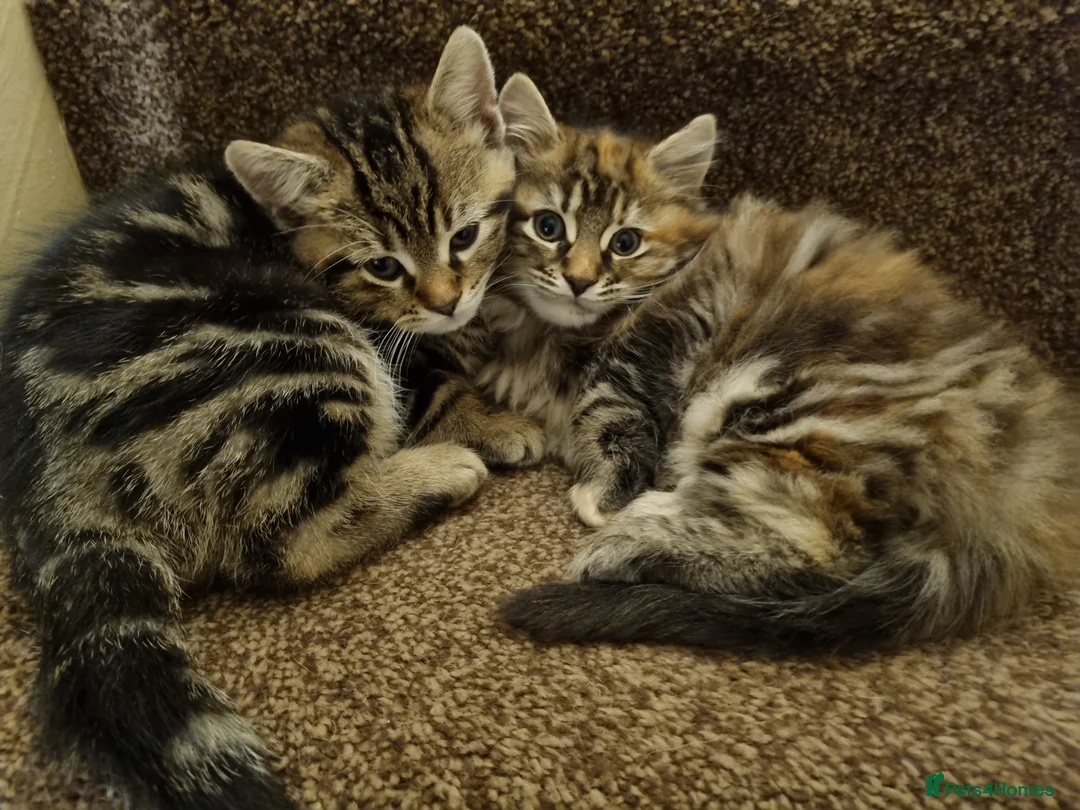 Maine Coon cats for sale: Gorgeous Maine Coon Cross BSH Kittens for Sale - Advert 2