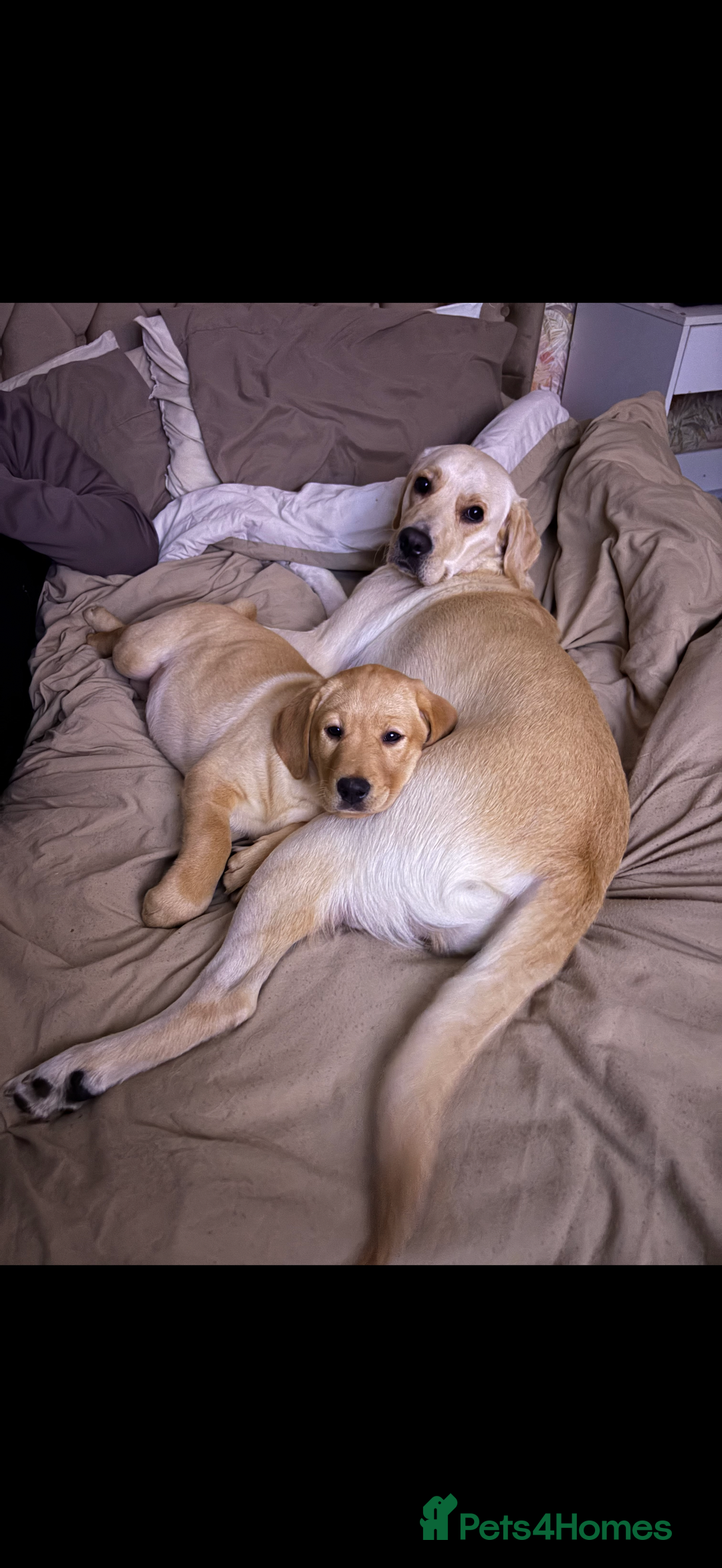 Labrador Retriever dogs for sale: Full Labrador puppy  - Advert 7