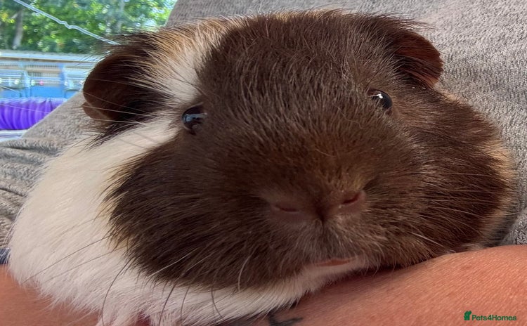 Guinea Pig rodents - Advert 1