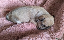 Mixed Breed dogs for sale: Frenchie x staff  - Image 5