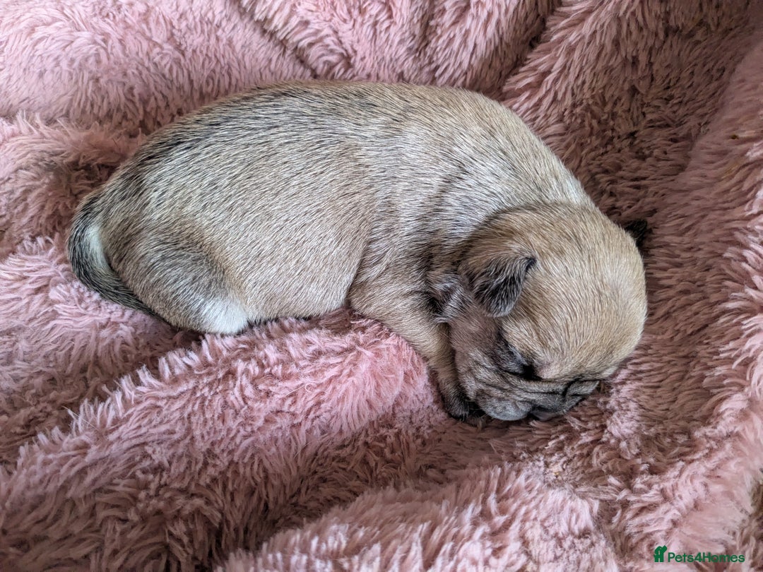 Mixed Breed dogs for sale: Frenchie x staff  - Image 5