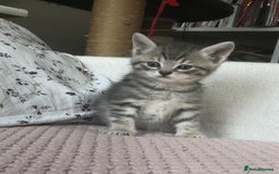 Scottish Fold cats for sale: STUNNING KITTENS FOR SALE! - Image 13