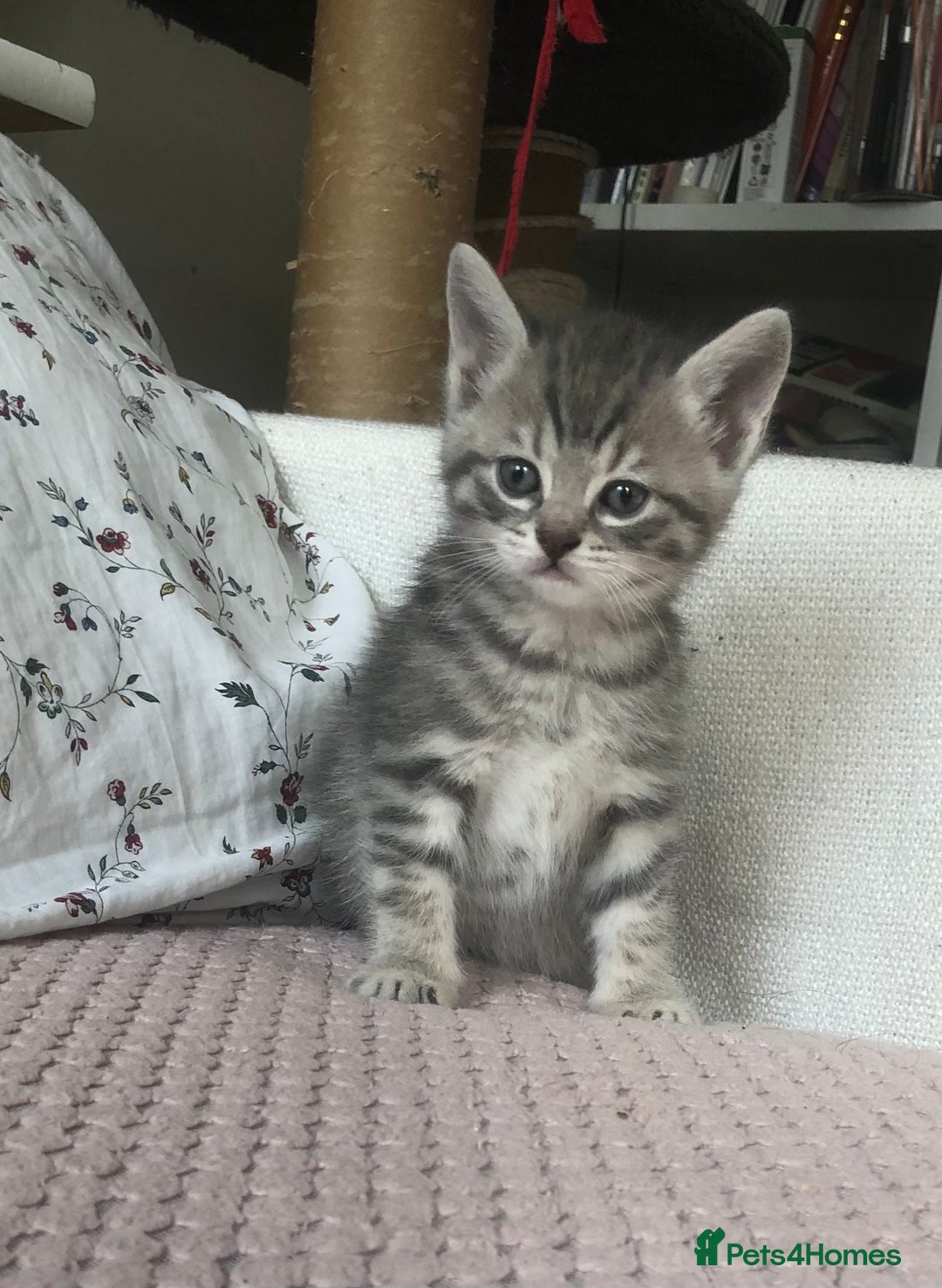 Scottish Fold cats for sale: STUNNING KITTENS FOR SALE! - Image 13