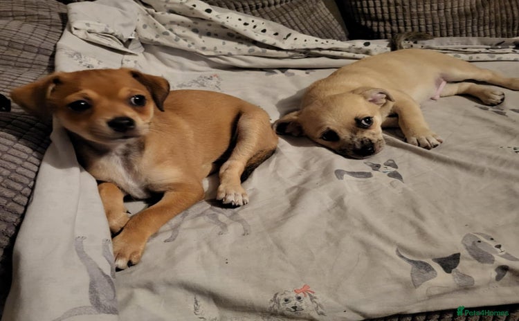 Mixed Breed dogs - Advert 3