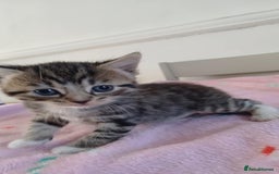 Mixed Breed cats for sale: 2 boy and 3 girl kittens  - Image 13