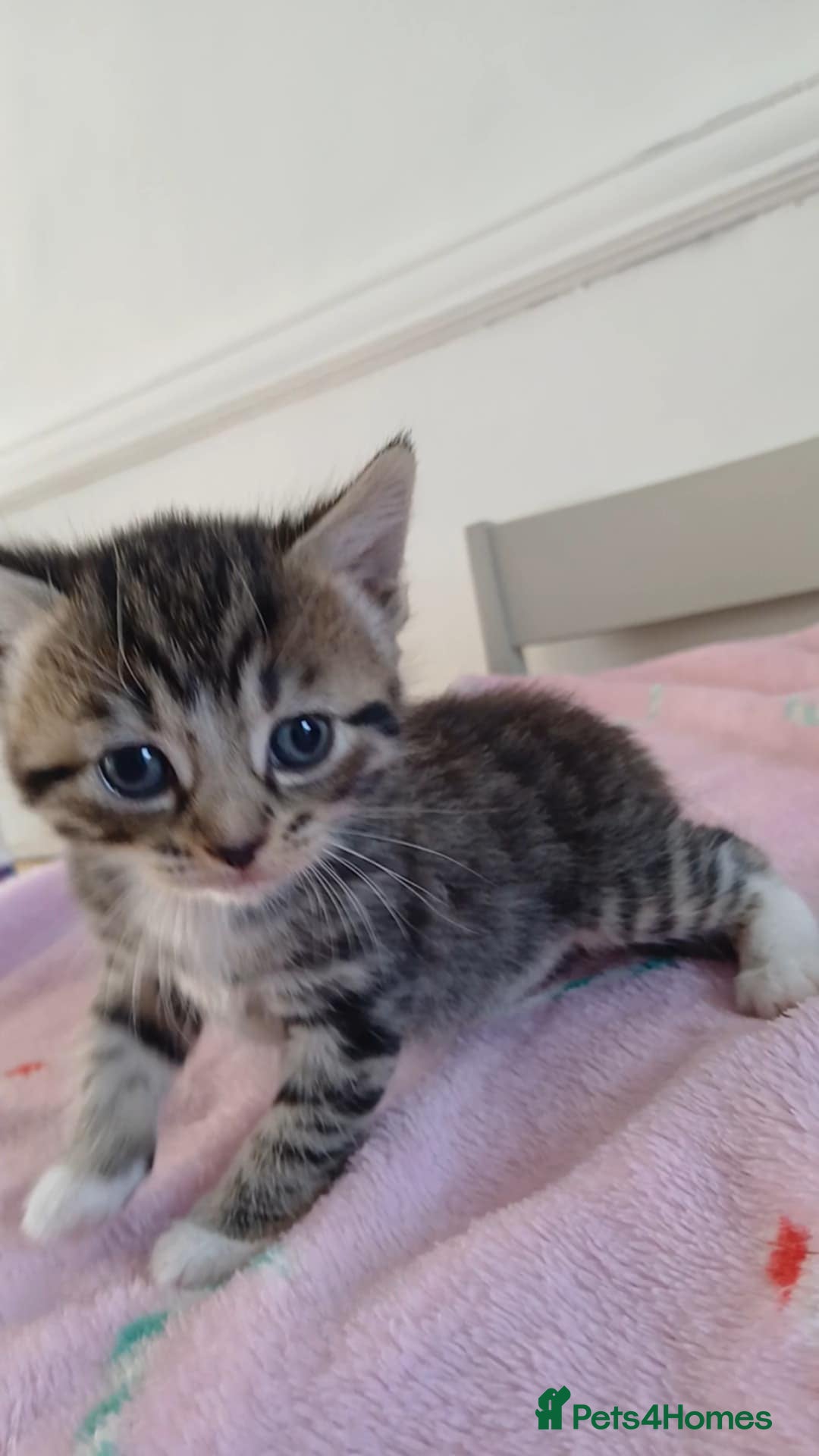Mixed Breed cats for sale: 2 boy and 3 girl kittens  - Image 13