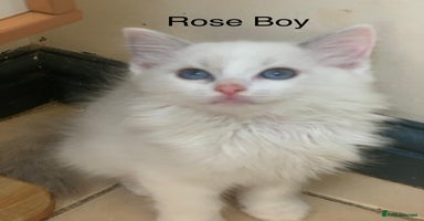 Ragdoll cats - Advert 7