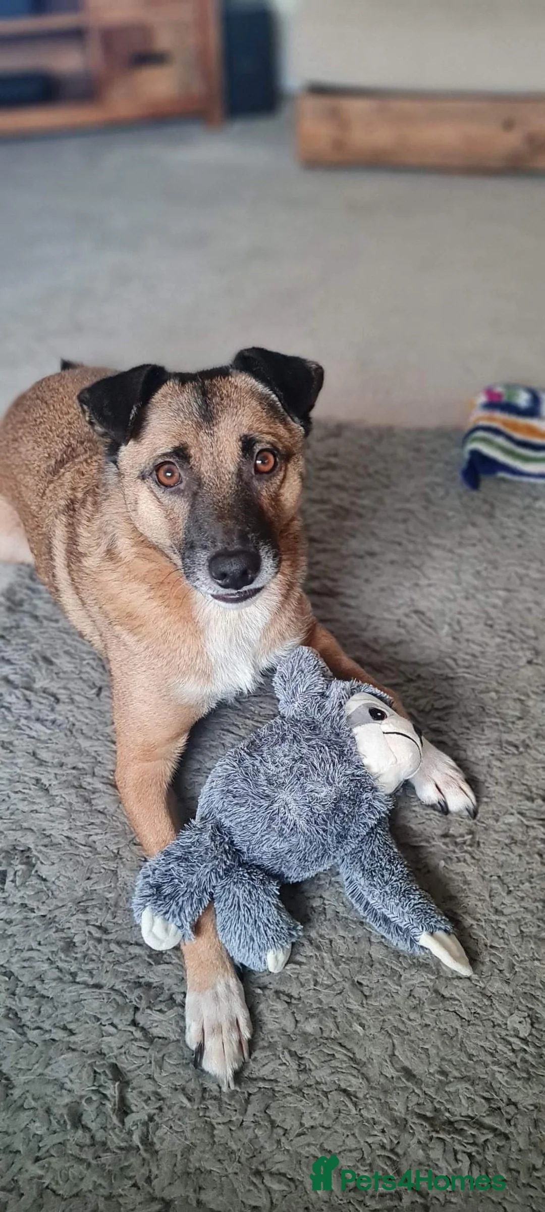 Mixed Breed dogs for adoption: Meet Jakob, currently residing in Cranage, Crew in Crewe - Advert 9