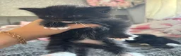 Mixed Breed cats for sale: 4 ragdoll x tuxedo kittens for sale! in Walsall - Advert 12