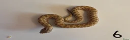 Snake reptiles for sale: Western Hognose Babies - Normal and Axanthics - Advert 9