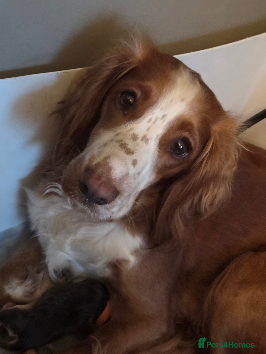 Sprocker dogs for sale: Beautiful litter of Sprockers - Advert 4