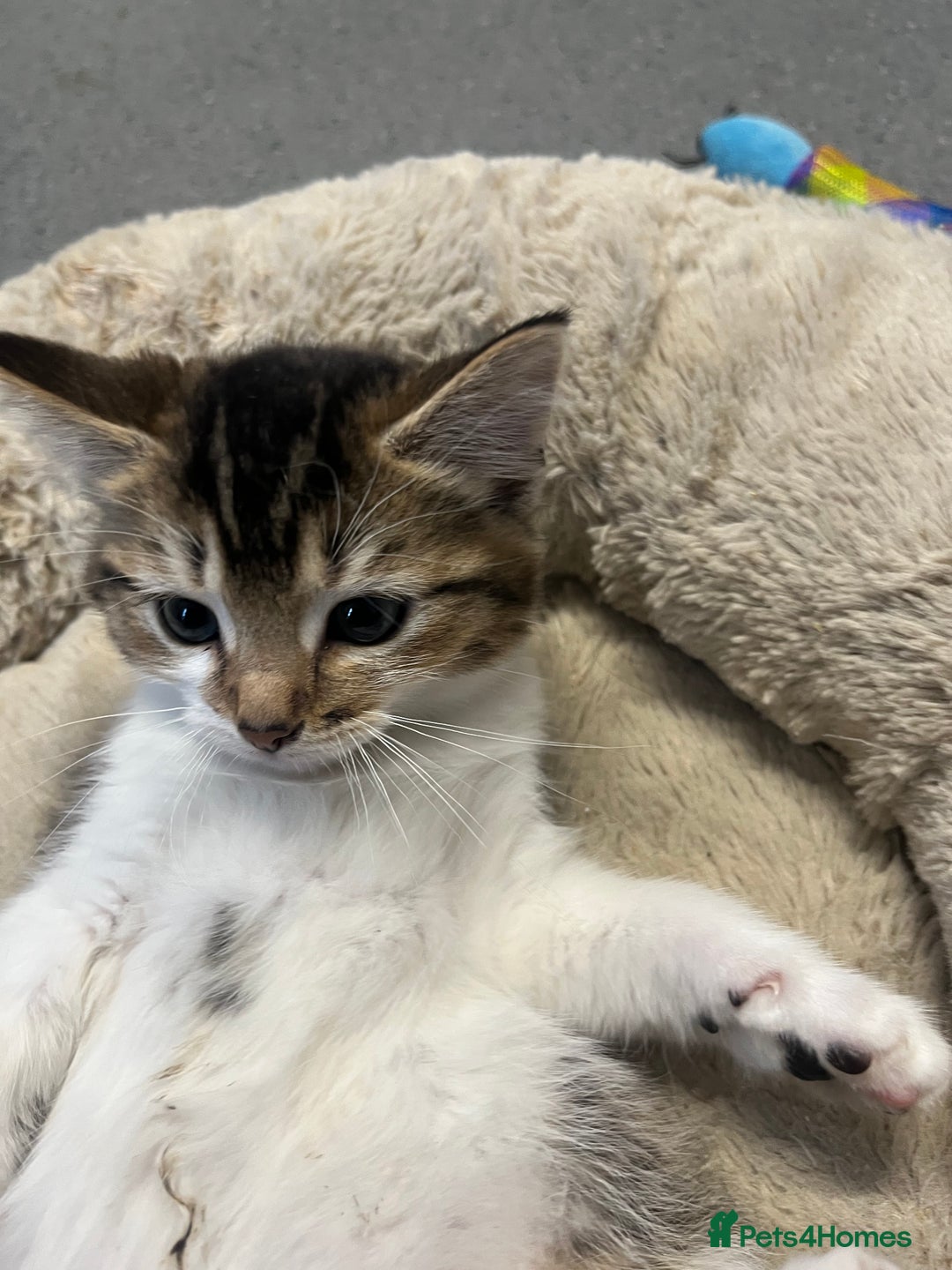 Mixed Breed cats for sale: 🐾 5 Stunning Mixed 8 week old Kittens  - Advert 2