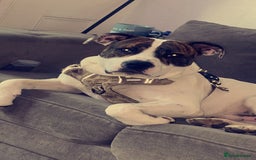 Mixed Breed dogs for sale: 2 year old American bulldog x staff in Nelson - Image 3
