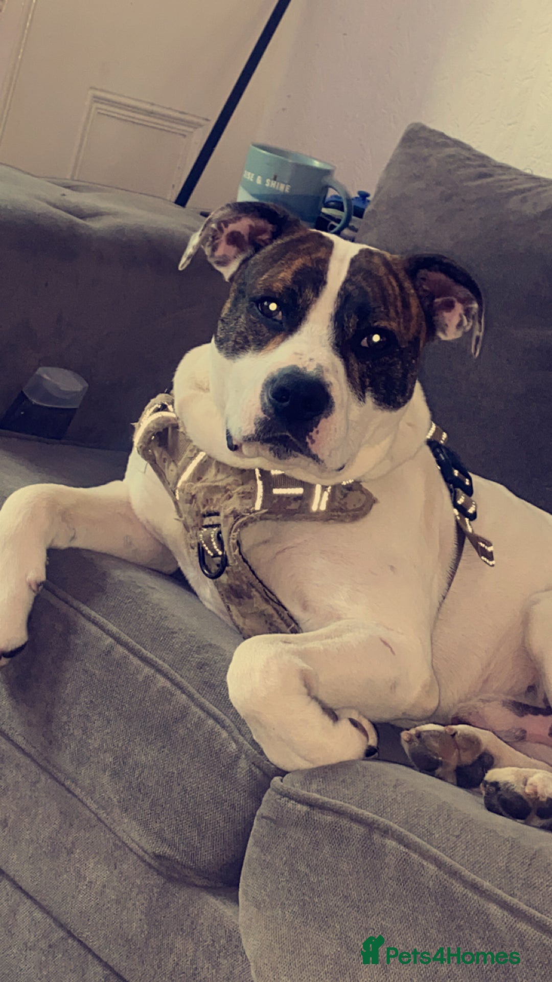Mixed Breed dogs for sale: 2 year old American bulldog x staff in Nelson - Image 3