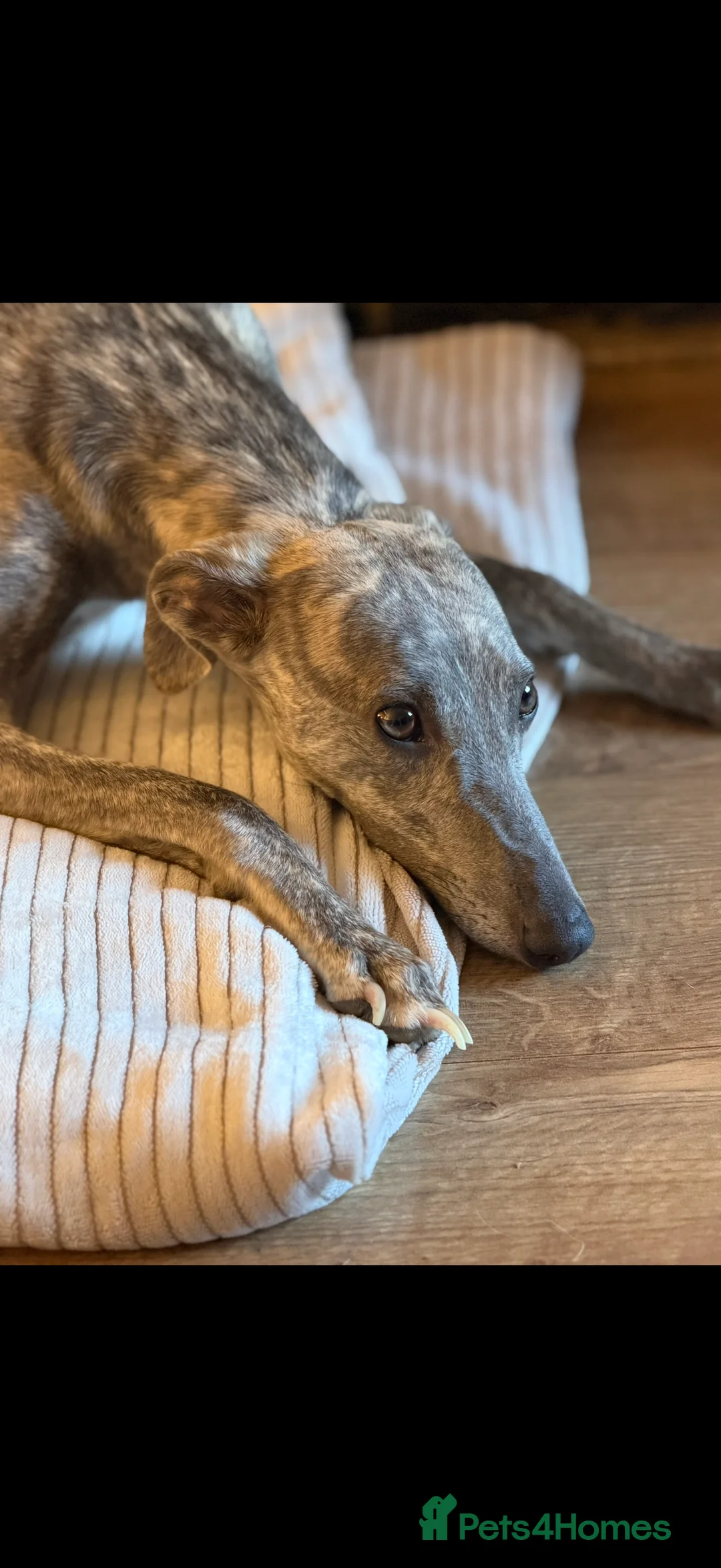 Whippet dogs for sale: CRACKING BOY  - Advert 2