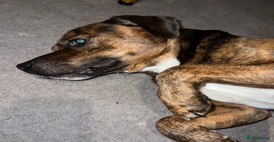 Staffordshire Bull Terrier dogs Can you keep the pace with ACE - Advert 14