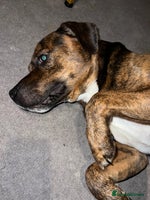 Staffordshire Bull Terrier dogs Can you keep the pace with ACE - Advert 3