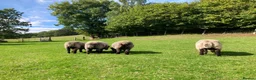 Sheep livestock for sale: Pedigree Coloured Ryeland Ewe, Shearlings and rams - Advert 4