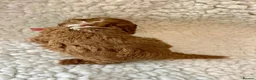 Cavapoo dogs for sale: Amazing Quality f1b Toy Cavapoo babies  - Advert 9