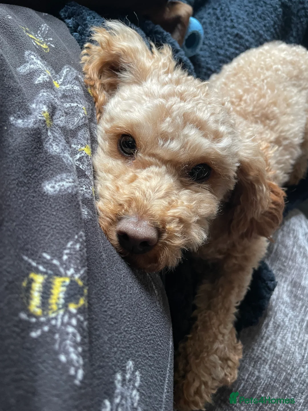 Poodle dogs for stud: PROVEN Red Toy Poodle. KC & Health Tested - Advert 5