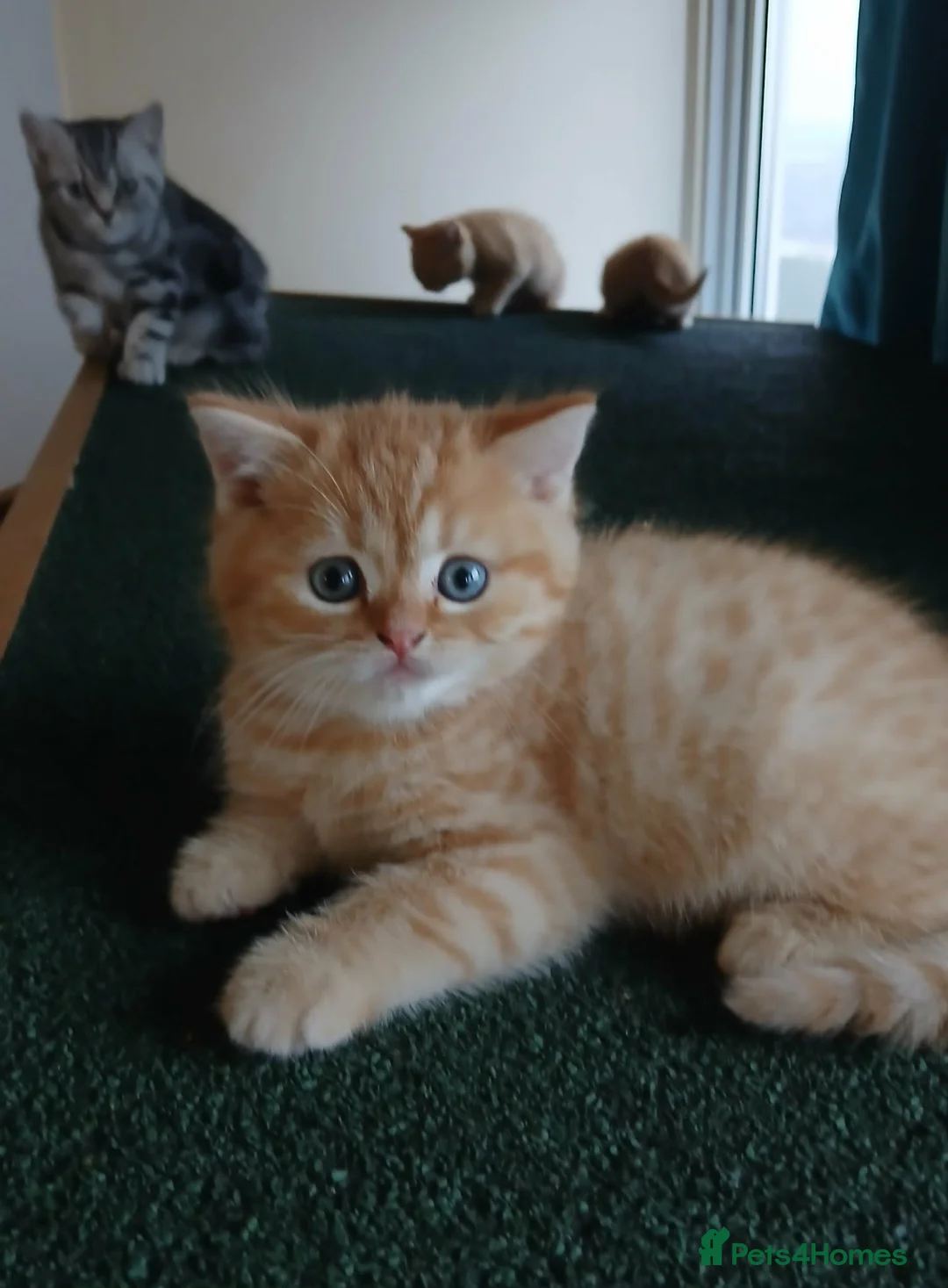 Mixed Breed cats for sale: Only one ginger kitten boy is available. - Advert 3
