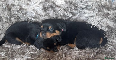 Rottweiler dogs - Advert 11