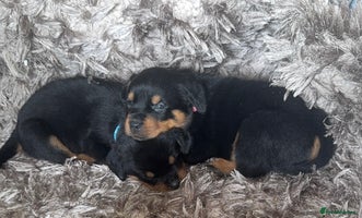 Rottweiler dogs - Advert 8