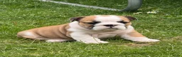 English Bulldog dogs for sale: ⭐️BULLDOG PUPPIES FROM BRITISHGOLD⭐️ - Advert 1