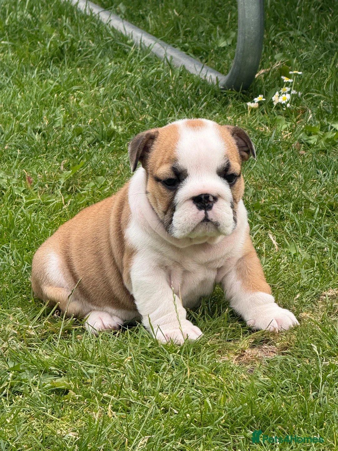 English Bulldog dogs for sale: ⭐️BULLDOG PUPPIES FROM BRITISHGOLD⭐️ - Advert 1