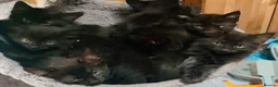 Domestic Shorthair cats for sale: 7 gorgeous black kittens for sale.  in Oldham - Advert 1