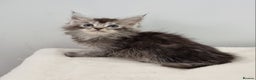Maine Coon cats for sale: Pedigree Maine Coon Kittens GCCF REGISTERED  - Advert 24