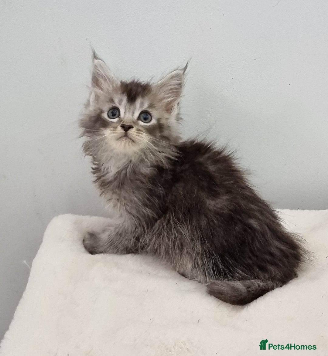 Maine Coon cats for sale: Pedigree Maine Coon Kittens GCCF REGISTERED  - Advert 24