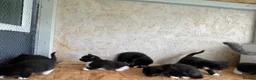 Mixed Breed cats for sale: Pure british shorthair Mother kittens - Advert 18