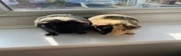 Guinea Pig rodents for sale: Two boy bonded Guinea Pigs wrong date born in 2025 - Advert 1