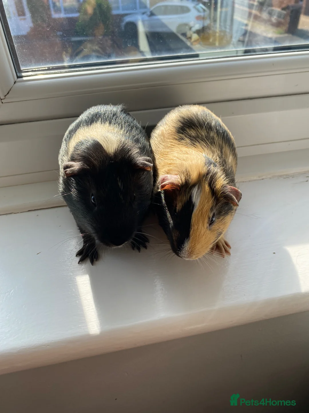 Guinea Pig rodents for sale: Two boy bonded Guinea Pigs wrong date born in 2025 - Advert 1