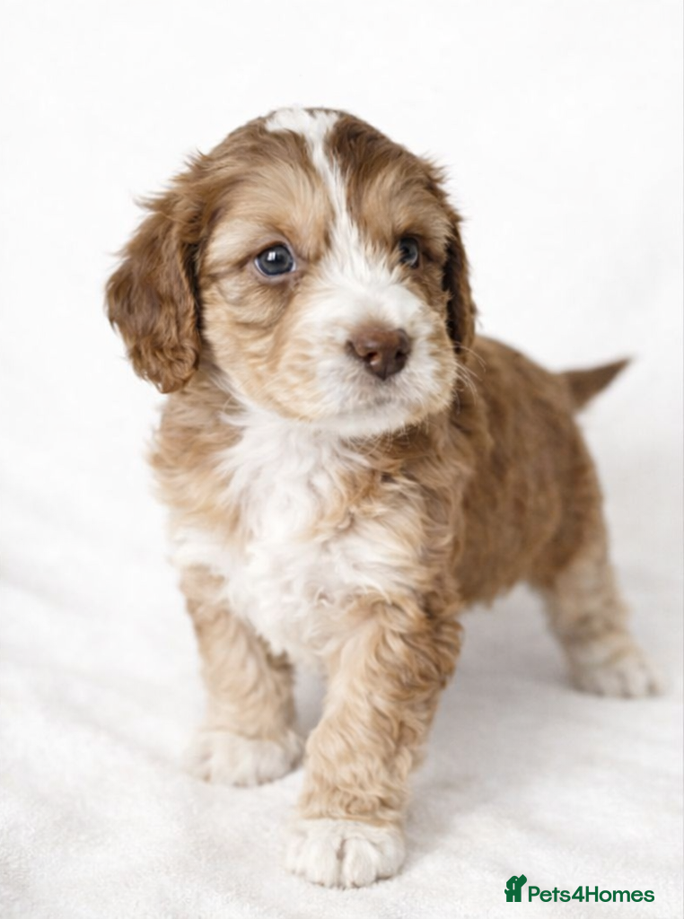 Cockapoo dogs Beautiful Cockapoo F1B Puppies - Advert 10