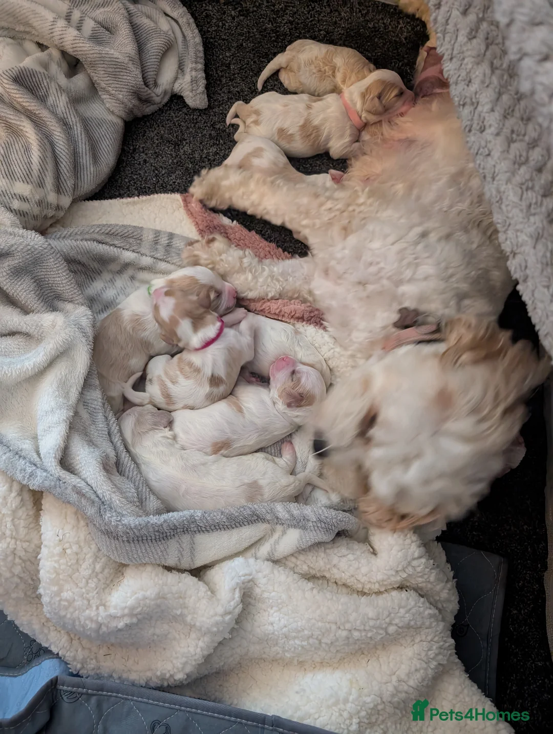 Cavachon dogs for sale: Cavachon puppies in Cleator Moor - Advert 2