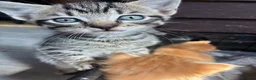 Mixed Breed cats for sale: Mixed Breed Kittens - Advert 2