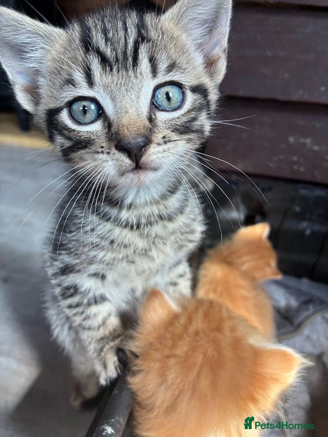 Mixed Breed cats for sale: Mixed Breed Kittens - Advert 2