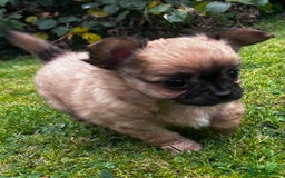 Chihuahua dogs for sale: 2 long haired male puppies 🐶  - Image 6