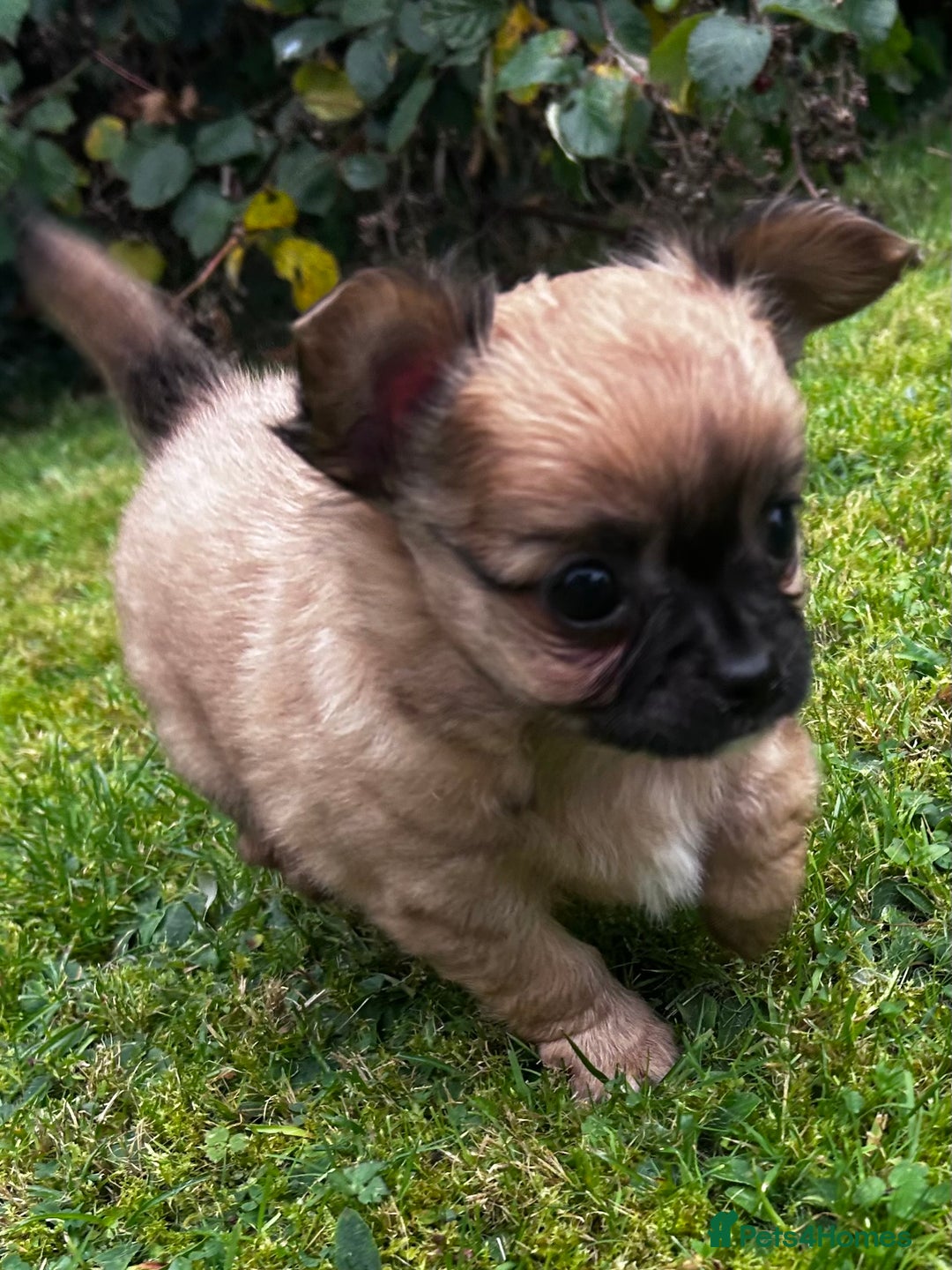 Chihuahua dogs for sale: 2 long haired male puppies 🐶  - Image 6