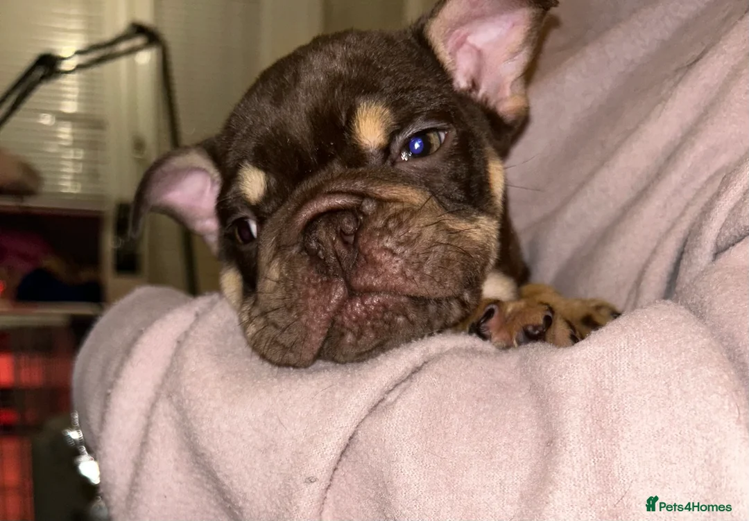 English Bulldog dogs for sale: KOBE X DARLA 5x SMALL COMPACT UNREAL🔥 - Advert 11