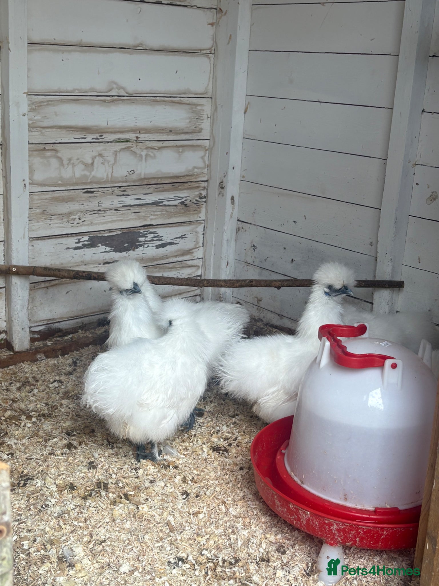 Chickens poultry White silkie pullets  - Advert 1