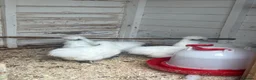 Chickens poultry for sale: White silkie pullets  - Advert 1
