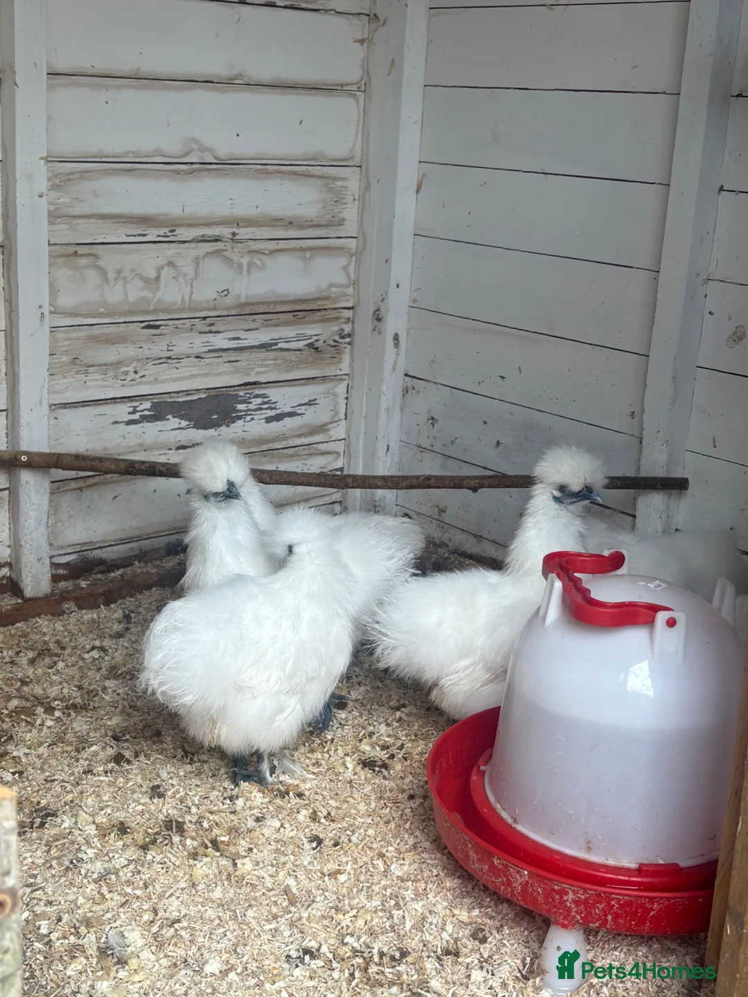 Chickens poultry for sale: White silkie pullets  - Advert 1
